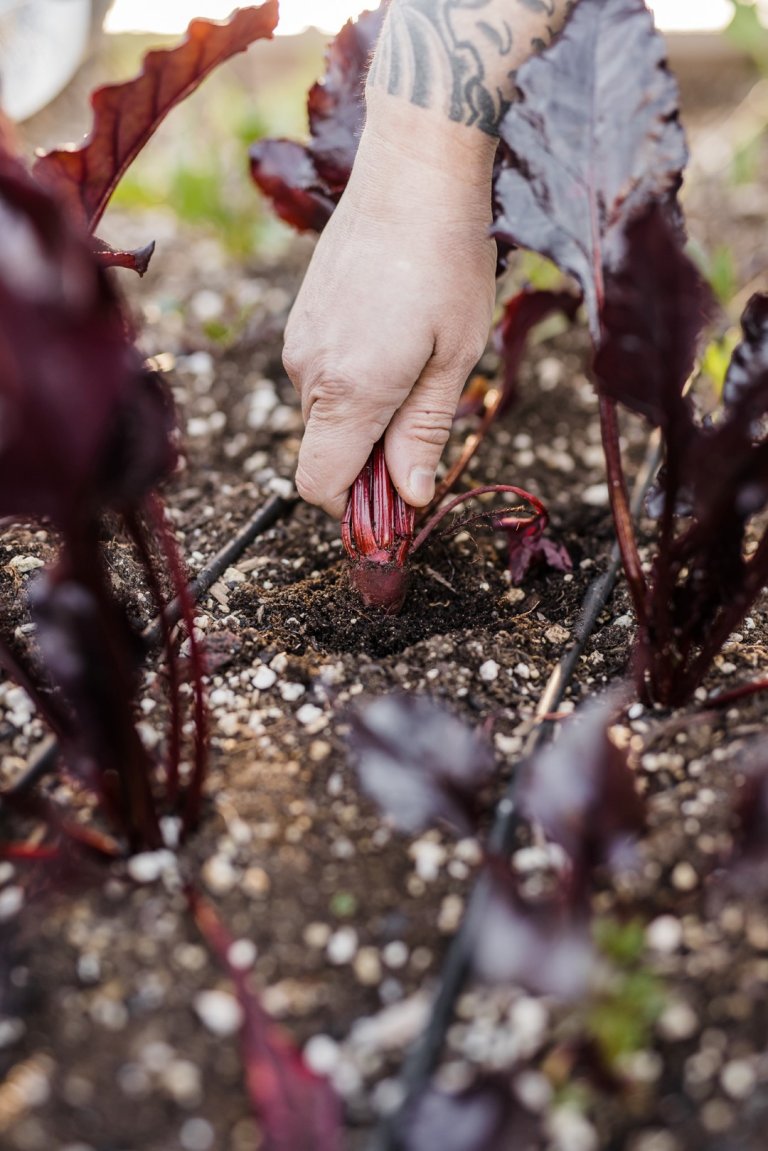 a person is picking up a plant in the dirt.
