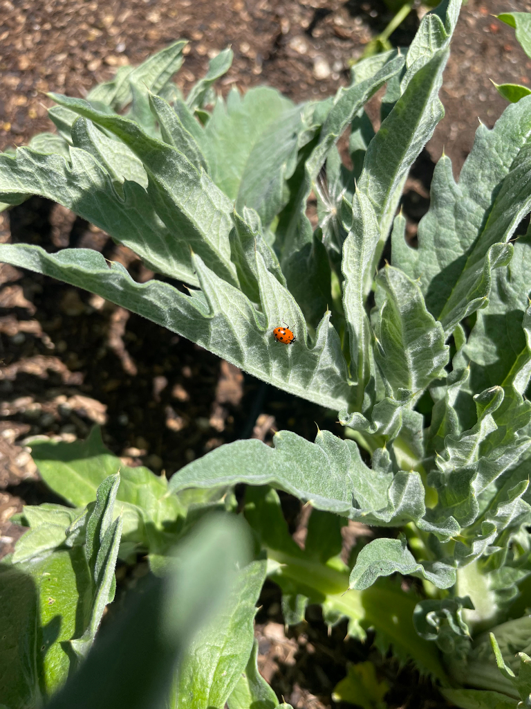 a lady bug sitting on top of a green plant.