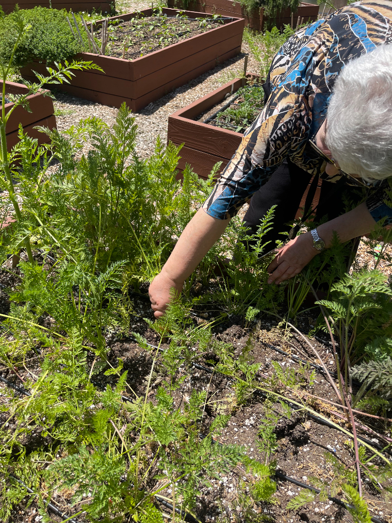 an older woman is tending to a garden.