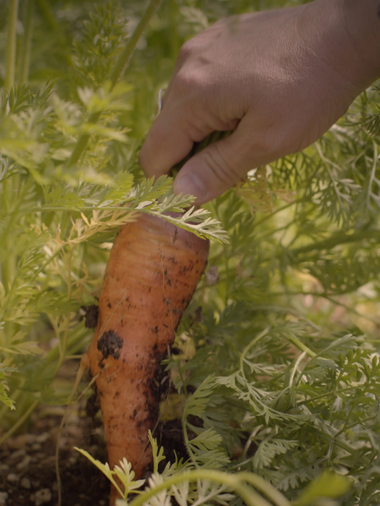 A person picking a carrot out of the ground.