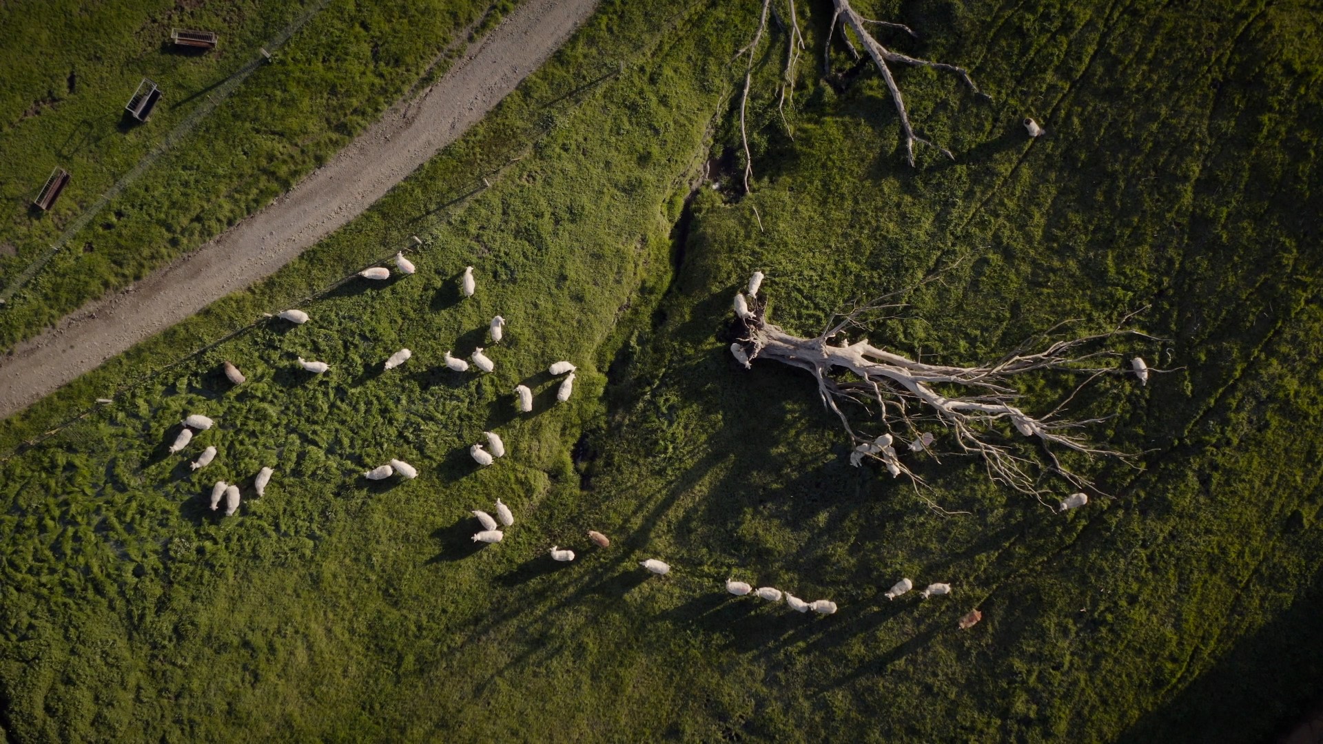 An aerial view of a herd of sheep on a grassy hill.