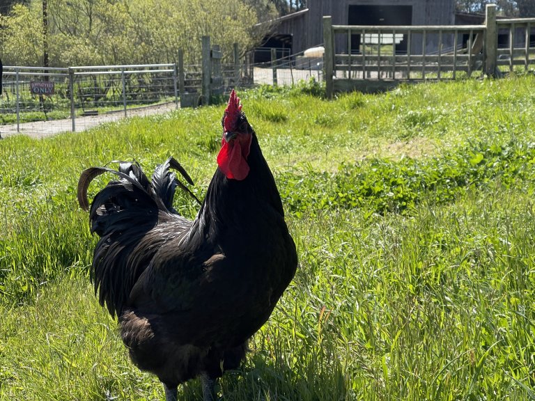 A black rooster standing in a grassy field.